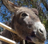 /album/petlink-up/donkey-treated-250x234-jpg/